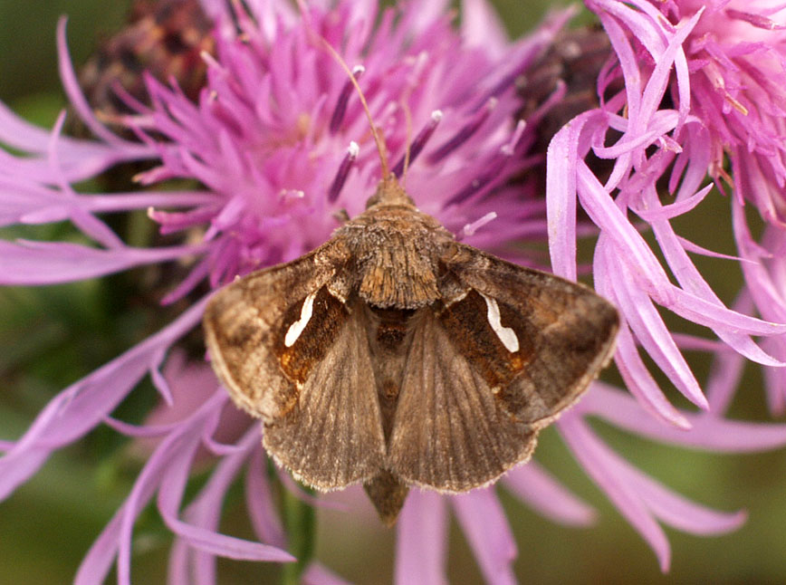 Macdunnoughia confusa